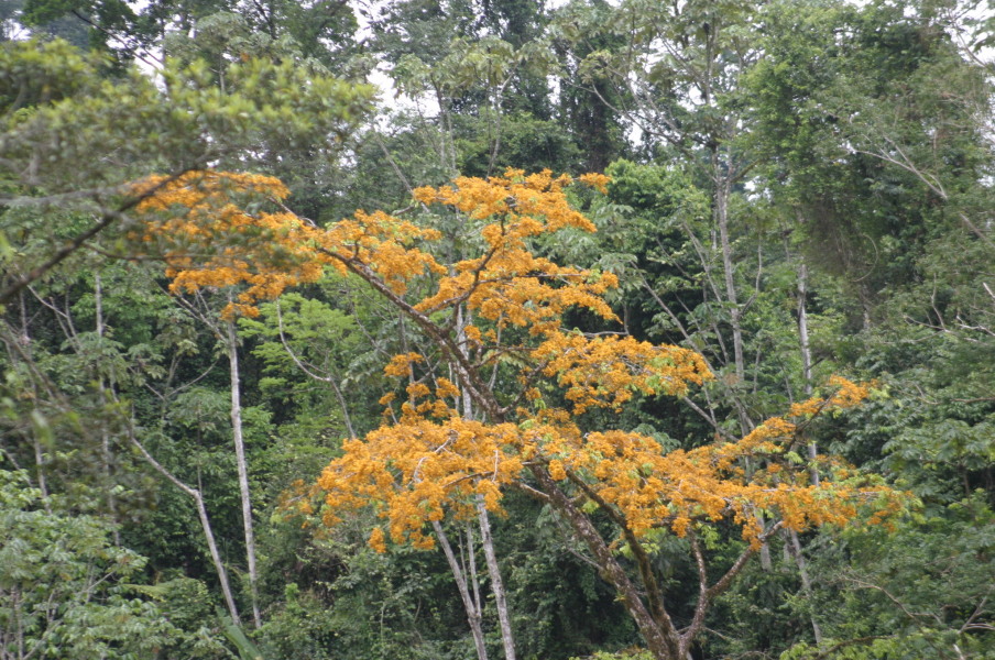 Pacuare, Sabado 26 de Agosto, 2006 006