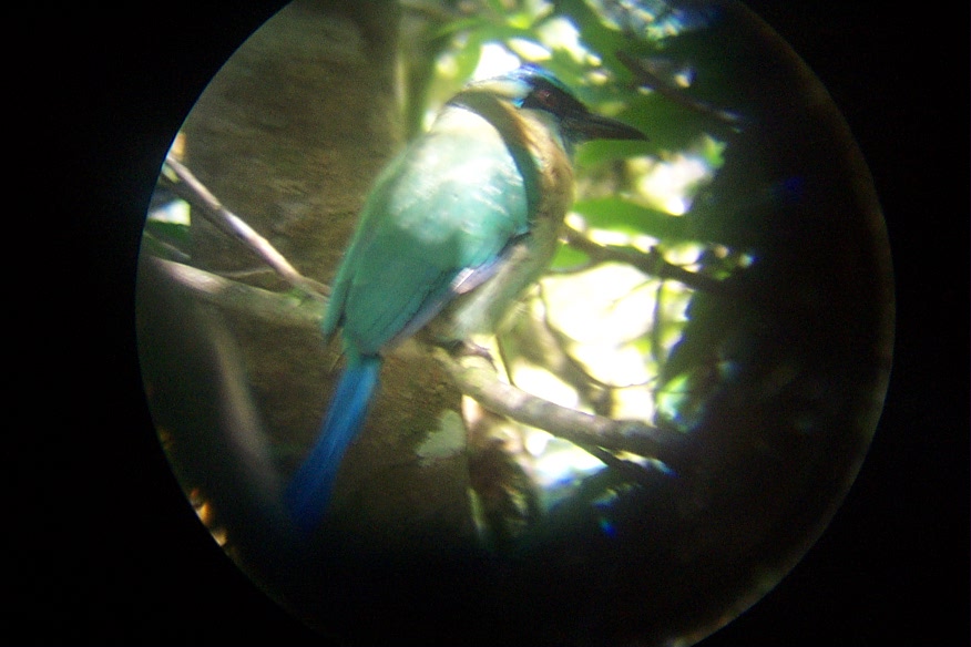 060828_Monteverde_Tanager