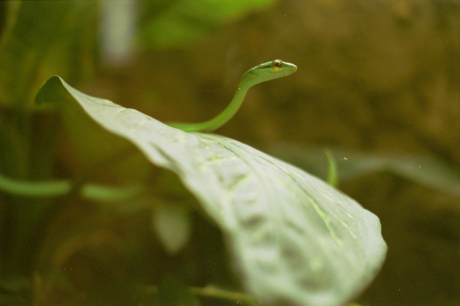 060828_Monteverde_frog_yard_3