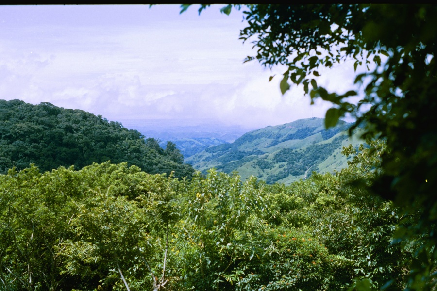 060828_Monteverde_rain_forrest_2