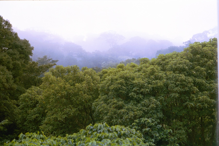 060828_Monteverde_rain_forrest_4