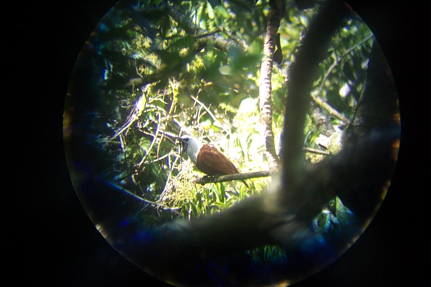 060828_Monteverde_threewattled_Bellbird