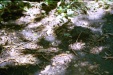 060828_Monteverde_ants_2