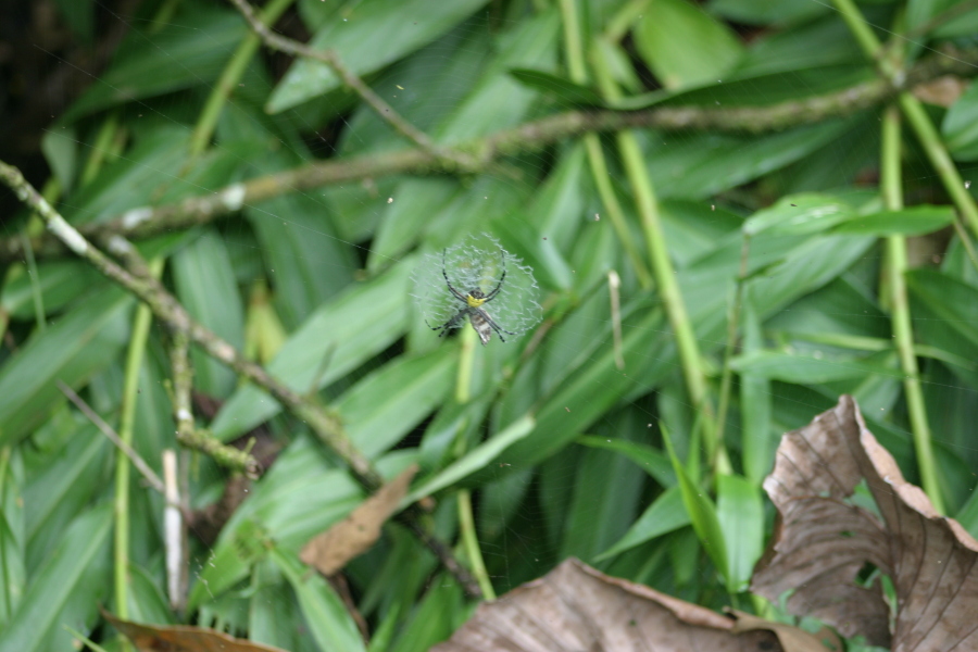 Araa Tejeoro (Golden Orb Spider)