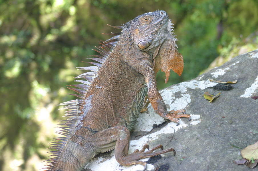 Iguana