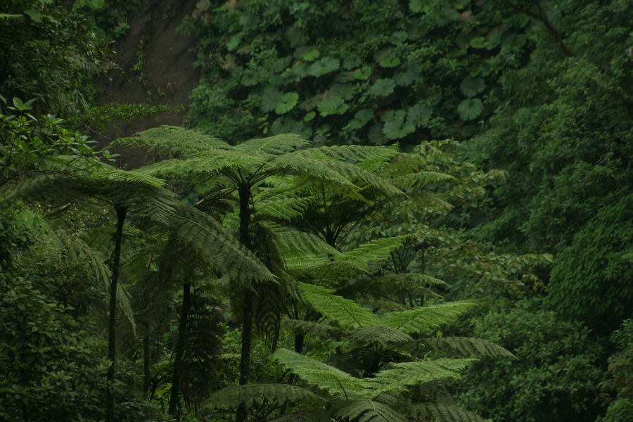 Parque Nacional Braulio Carrillo