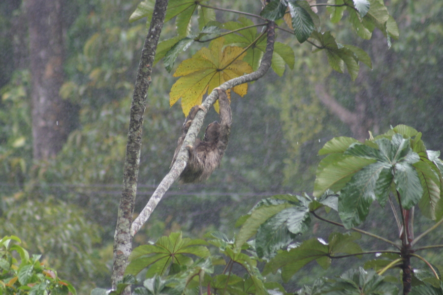 Perezoso de Tres dedos (Three toed sloth)