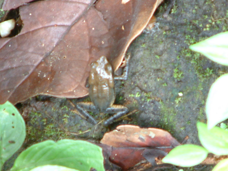 Rana Comun (Common Frog)