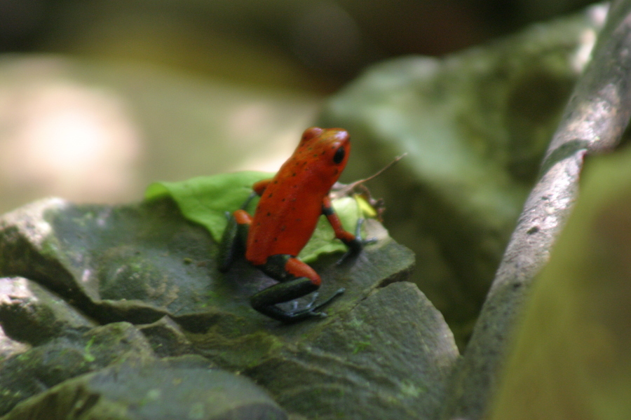 Ranita Venenoza (Poison dart frog)