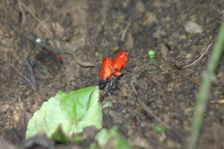 Ranitas Venenosas apareandosen (Poison dart frogs maiting)