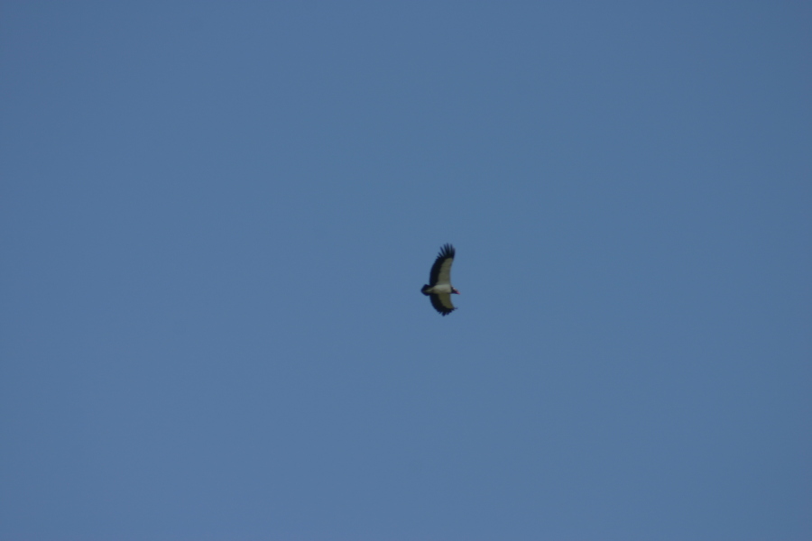 Zopilote Rey (King Vulture) Rare Bird