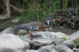 Ave Sol (Sunbittern) Very rare bird