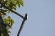 Pajaro Estaca (Common Potoo) Very rare bird