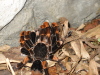 Tarantulas Fighthing