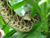 Terciopelo (Fer-De-Lance)